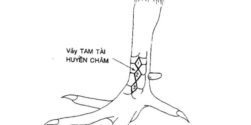 Vảy tam tài huyền trâm